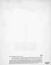 Aulographina pinorum image